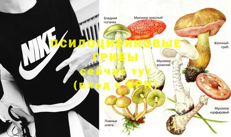 Псилоцибиновые грибы Psilocybine cubensis  Кизел 